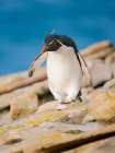 Rockhopper penguin during spring on Saunders Island, Falkland Islands. Art Print